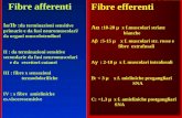 Fibre efferenti A : 10-20 μ x f.muscolari striate bianche A :5-15 μ x f. muscolari str. rosse e fibre extrafusali A : 2-10 μ x f. muscolari intrafusali.
