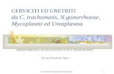 Le malattie sessualmente trasmesse1 CERVICITI ED URETRITI da C. trachomatis, N.gonorrhoeae, Mycoplasmi ed Ureaplasma DIPARTIMENTO DI DIAGNOSTICA DI LABORATORIO.
