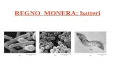 REGNO MONERA: batteri. Batteri flagellati Batteri fotosintetici (il Nostoc muscorum)