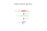 Espressione genica. Un modo semplice per visualizzare lespressione genica RNA dot-blot.