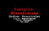 Famiglia: Brassicaceae Ordine: Brassicales Classe: Magnoliopsida Phylum: Tracheophyta Regno: Plantae Dominio: Eukariota.