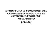 STRUTTURA E FUNZIONE DEL COMPLESSO MAGGIORE DI ISTOCOMPATIBILITA NELLUOMO (HLA)