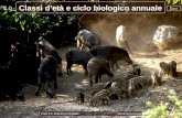 4.0 Esci Classi detà e ciclo biologico annuale Foto 4.1: Branco di cinghiali foto di Marco Novelli.