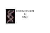 CROMOSOMI E DNA. cellula Nel nucleo della cellula: i cromosomi Citoplasma con organuli Membrana cellulare cromosomi Nucleo e membrana nucleare.