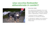 Una vecchia Rottweiler abbandonata in canile!!! Dicembre 2008 Una dolcissima Rottweiler di 12 anni viene abbandonata in canile. E' molto triste, rifiuta.