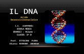 Acido Desossiribonucleico I.C. «CAPPONI» SCUOLA MEDIA GRAMSCI – Milano – CLASSE: 3^ D Prof. OTTOLINA FLORA Alunna: MARRONE ANDREAH IL DNA.
