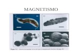 MAGNETISMO. Magneti magneti naturali: magnetite (minerale del ferro Fe 3 O 4 ) magneti artificiali: composti di Fe, Ni, Co Magnetite Ago magnetico poli.