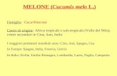 MELONE (Cucumis melo L.) Famiglia: Cucurbitaceae Centri di origine: Africa tropicale e sub-tropicale (Valle del Nilo); centri secondari in Cina, Iran,