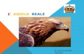 L AQUILA REALE A cura di Sandro Cannas. Caratteristiche L'aquila reale raggiunge una lunghezza che può variare tra i 75 e gli 88 cm, la sua apertura alare.