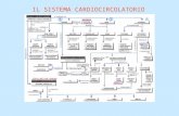 IL SISTEMA CARDIOCIRCOLATORIO. 1.La struttura e lorganizzazione del cuore 2.Il flusso ematico nel cuore 3.Il battito cardiaco 4.Il ciclo cardiaco 5.I.