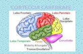 La corteccia cerebrale è un sottile strato di sostanza grigia che rappresenta la parte più esterna del telencefalo negli esseri vertebrati. È formata.