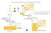 Donatore di metili in varie reazioni di metilazione Omocisteina, Metionina e trasferimento di metili Metionina adenosiltransferasi Omocisteina metiltransferasi.