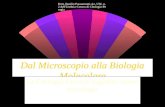 Dott. Basilio Passamonti-Az. USL n.2 dell'Umbria-Centro di Citologia-Perugia Dal Microscopio alla Biologia Molecolare La Citologia Cervico-Vaginale: nuove.