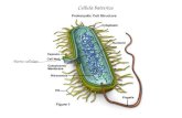 Cellula batterica Parete cellulare. La cellula batterica STRUTTURE FONDAMENTALI PARETE MEMBRANA STRUTTURE ACCESSORIE PILI FLAGELLI CAPSULA.