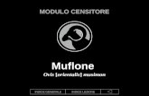 INDICE GENERALEINDICE LEZIONE Muflone Ovis [orientalis] musimon MODULO CENSITORE.