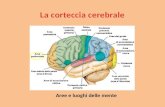 La corteccia cerebrale è uno strato laminare continuo che rappresenta la parte più esterna del telencefalo telencefalo negli esseri vertebrati.vertebrati.