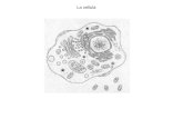 La cellula. Teoria cellulare La cellula è lunità di base degli organismi Tutti gli organismi sono costituiti da cellule Ogni cellula deriva da una cellula.