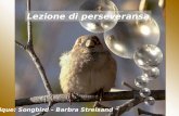 Lezione di perseveransa Musique: Songbird – Barbra Streisand.