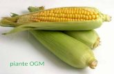 Piante OGM. Gli organismi geneticamente modificati secondo la tecnologia del DNA ricombinante stanno trasformando lagricoltura. – Ma gli OGM in agricoltura.