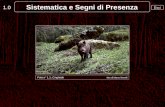 1.0 Esci Sistematica e Segni di Presenza Foto n° 1.1: Cinghiale foto di Marco Novelli.