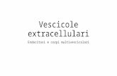 Vescicole extracellulari Endocitosi e corpi multivescicolari.