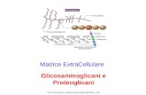 Matrice ExtraCellulare Glicosaminoglicani e Proteoglicani .