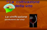 La coltivazione della vite  La vinificazione (produzione del vino)