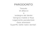 PARODONTO Tessuto di attacco e sostegno del dente: Gengiva mobile e fissa Legamento parodontale Osso alveolare Superfici delle radici dentali.