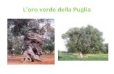 L’oro verde della Puglia. Tema : la produzione dell’olio d’oliva.