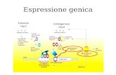 Espressione genica External input Endogenous input.