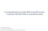 Il compartimento naturale dell’immunità innata: I recettori Toll-like (TLRs) e le proteine Nods Dr. Luigi Lembo Fazio Sapienza Università di Roma Dipartimento.