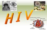 Ciclo di HIV Ciclo replicativo di HIV 1. Legame 2. Fusione 3. Uncoating 4. RT 5. Trasporto nucleare e integrazione 5. Trasporto nucleare e integrazione.