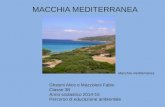 MACCHIA MEDITERRANEA Ghesini Alice e Mazzoleni Fabio Classe 3B Anno scolastico 2014-15 Percorso di educazione ambientale Macchia mediterranea.
