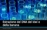 Estrazione del DNA del kiwi e della banana Tortando scientifico.