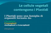 I Plastidi sono una famiglia di organelli formata da: Cloroplasti Cromoplasti Amiloplasti o Leucoplasti Etioplasti 1.