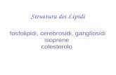 Struttura dei Lipidi fosfolipidi, cerebrosidi, gangliosidi isoprene colesterolo.