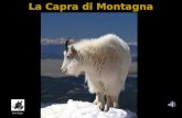 La Capra di Montagna Team Eaque E’ il più agile di tutti i mammiferi di montagna, infatti la capra di montagna si muove con sicurezza sulle sporgenze.