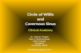 Clinical Anatomy Circle Of Willis & Cavernous Sinus