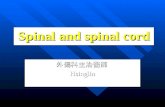 Spinal and-spinal-cord284