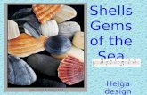 Shells Gems Of The Sea