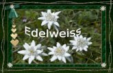 Edelweiss - Áustria