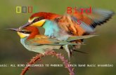 Birds, Chinese folk music