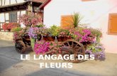 Language des fleurs