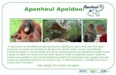 Apenheul Apeldoorn ‘In Apenheul, het wereldberoemde apenpark te Apeldoorn, lopen meer dan 200 apen helemaal vrij tussen de bezoekers! Nergens ter wereld.
