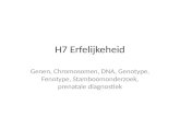 H7 Erfelijkeheid Genen, Chromosomen, DNA, Genotype, Fenotype, Stamboomonderzoek, prenatale diagnostiek.