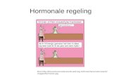 Hormonale regeling Bron: log.nl/drunenherenveteranenb/images/hormonen.jpg.