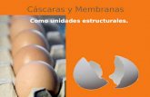 Cascaras y membranas 2012