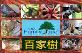 Family tree fair trade in Hua Hin, Thailand 歡迎你來到百家樹 泰国华欣