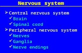 Lecture8 nervous system