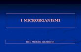 Microrganismi 090719095552-phpapp02
